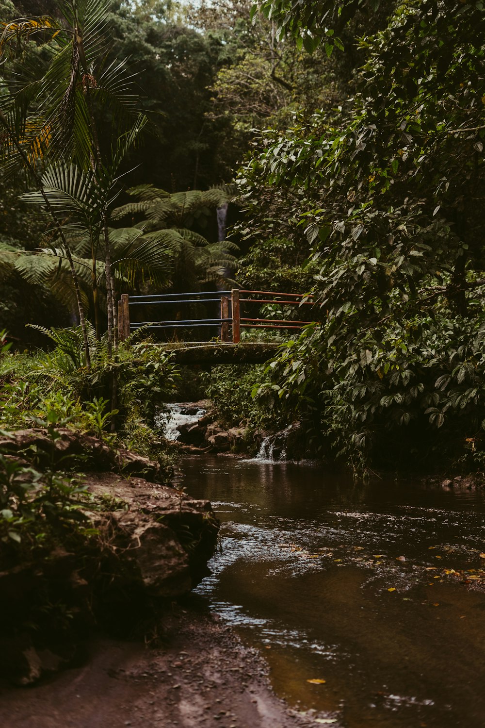 a small stream running through a lush green forest