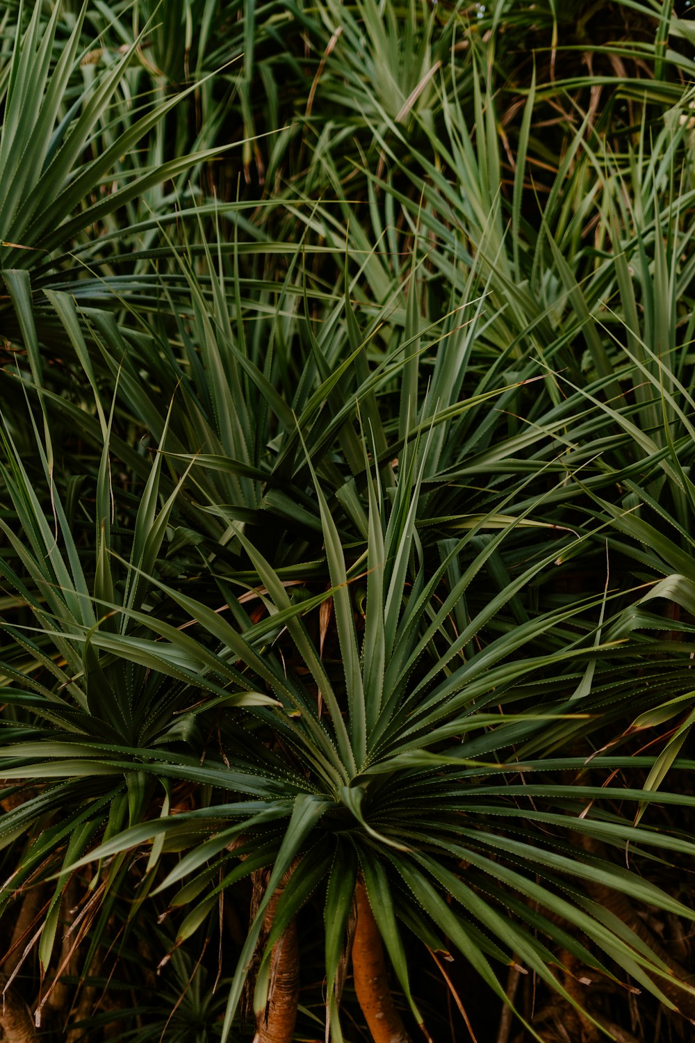 a close up of a bunch of green plants