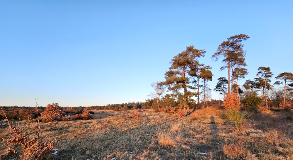 a grassy field with trees in the distance