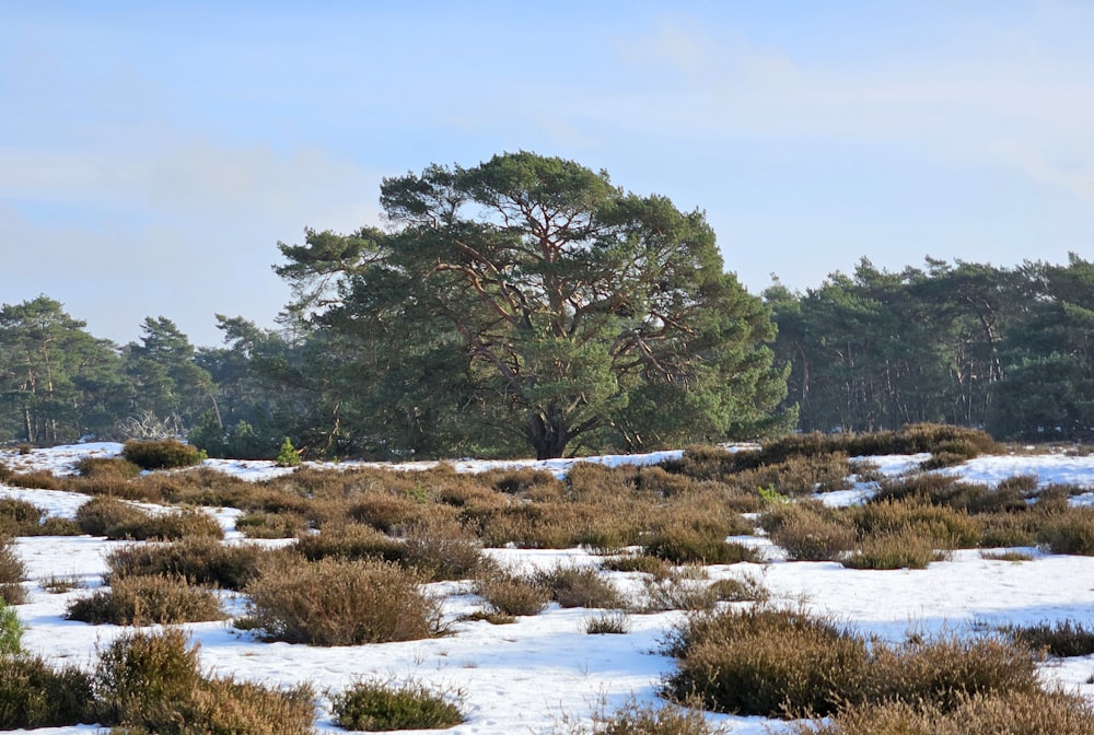 a field covered in snow with trees in the background