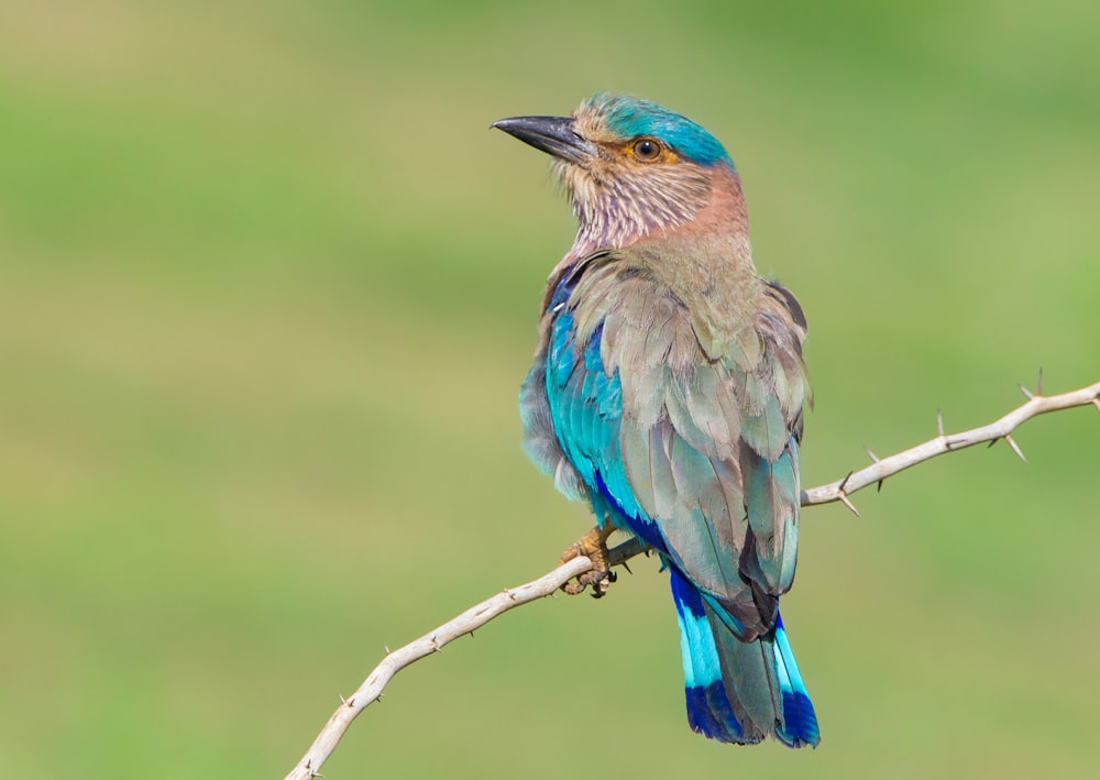 a colorful bird sitting on top of a tree branch