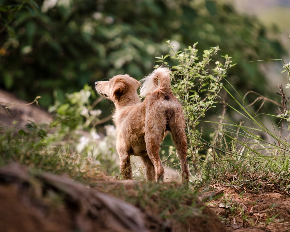 a brown dog standing on top of a lush green field