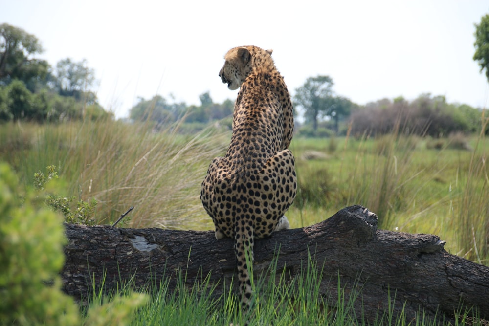 a cheetah standing on a log in a field