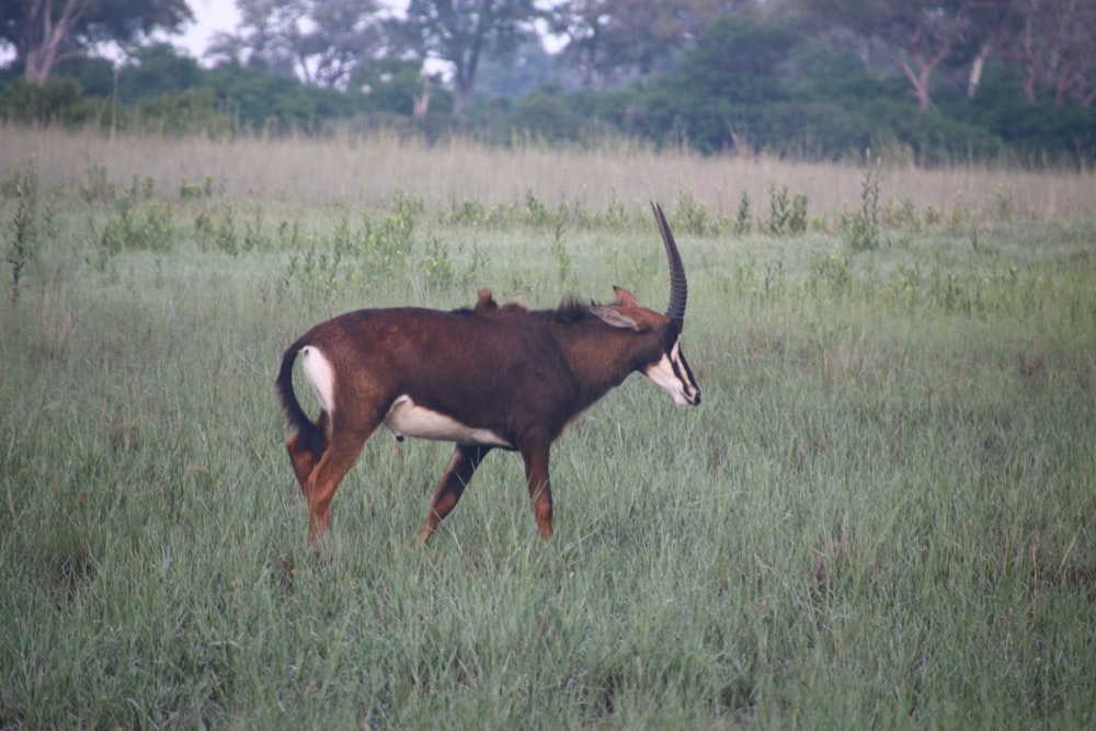 an antelope running through a field of tall grass