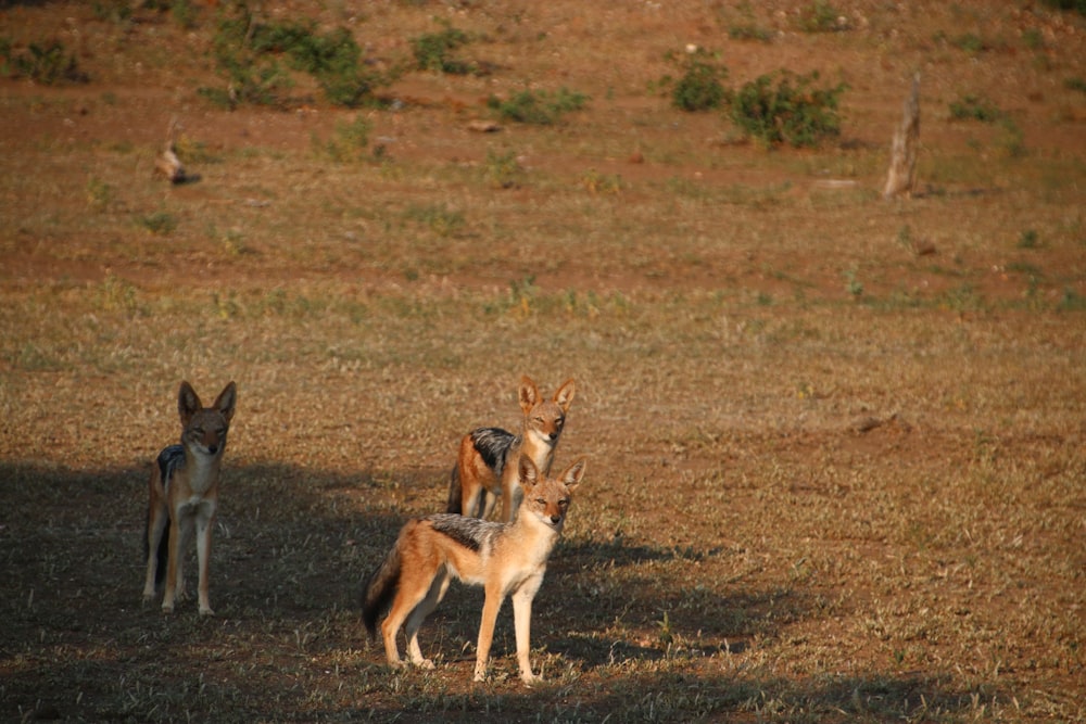 a couple of animals that are standing in the grass