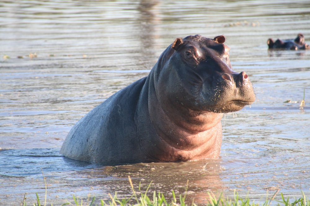 a hippopotamus standing in a body of water