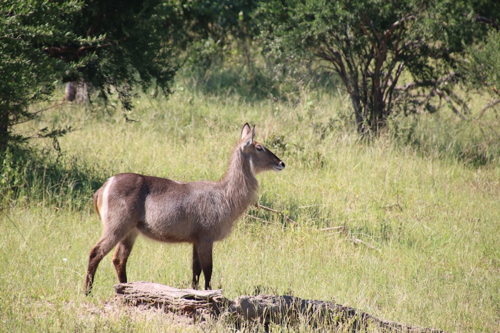 a goat standing on a log in a field