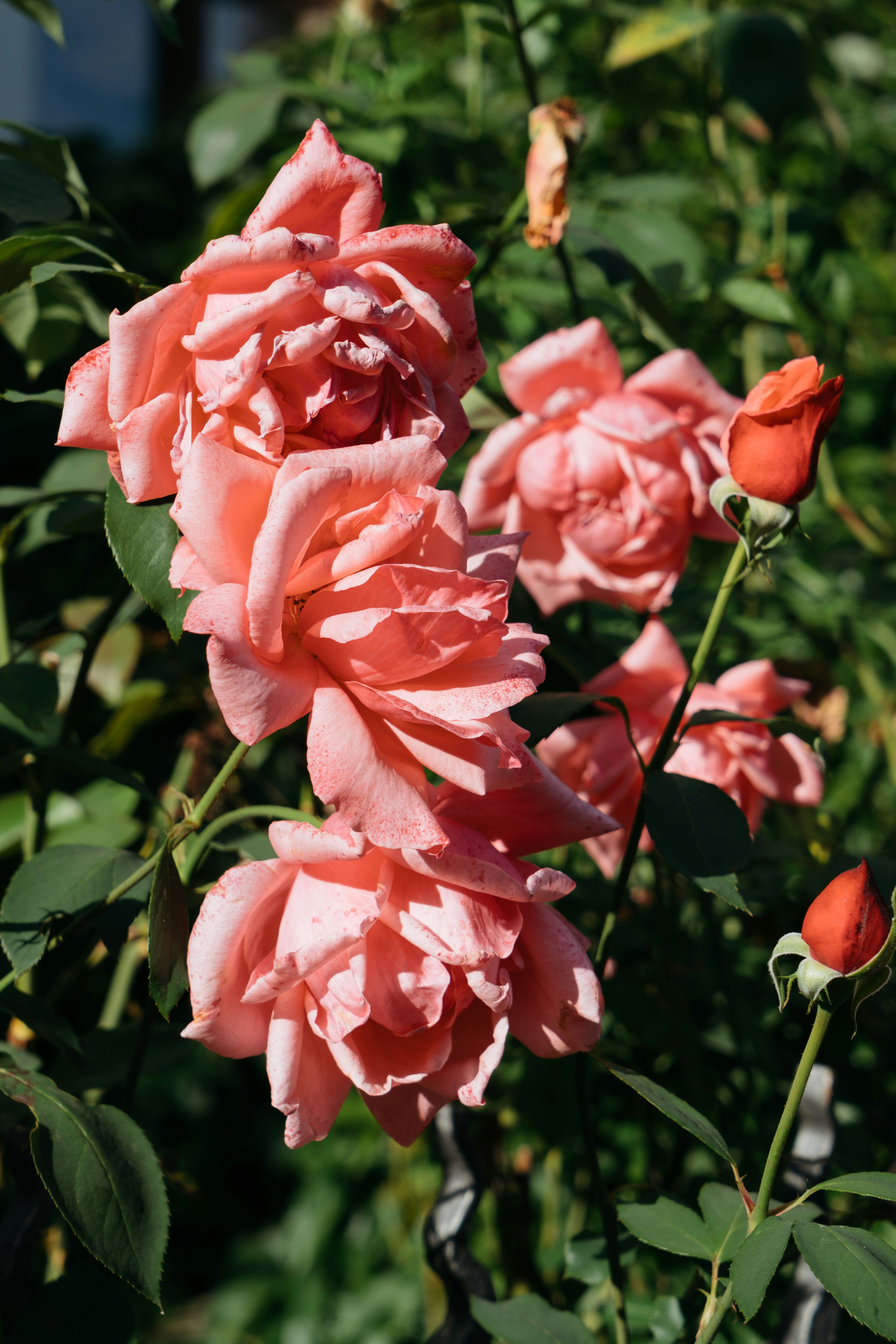 Photo by markuswinkler