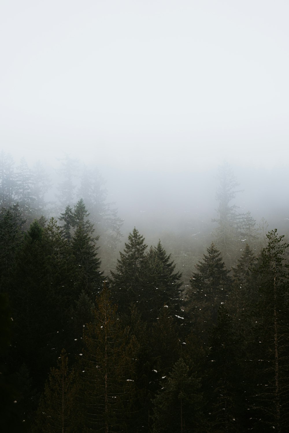 a foggy forest filled with lots of trees