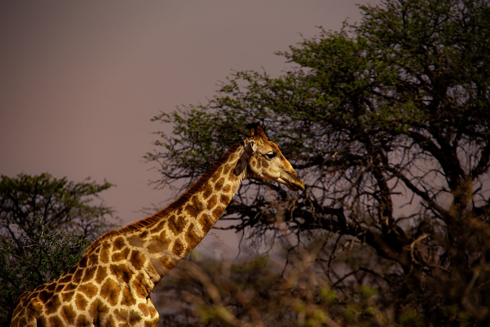 a giraffe standing next to a tree filled forest