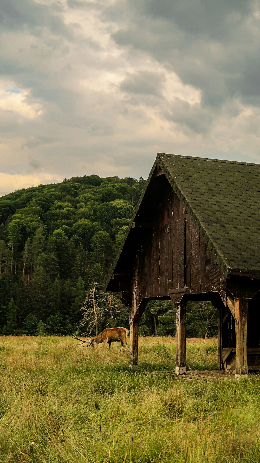 a barn in a field with a deer in front of it