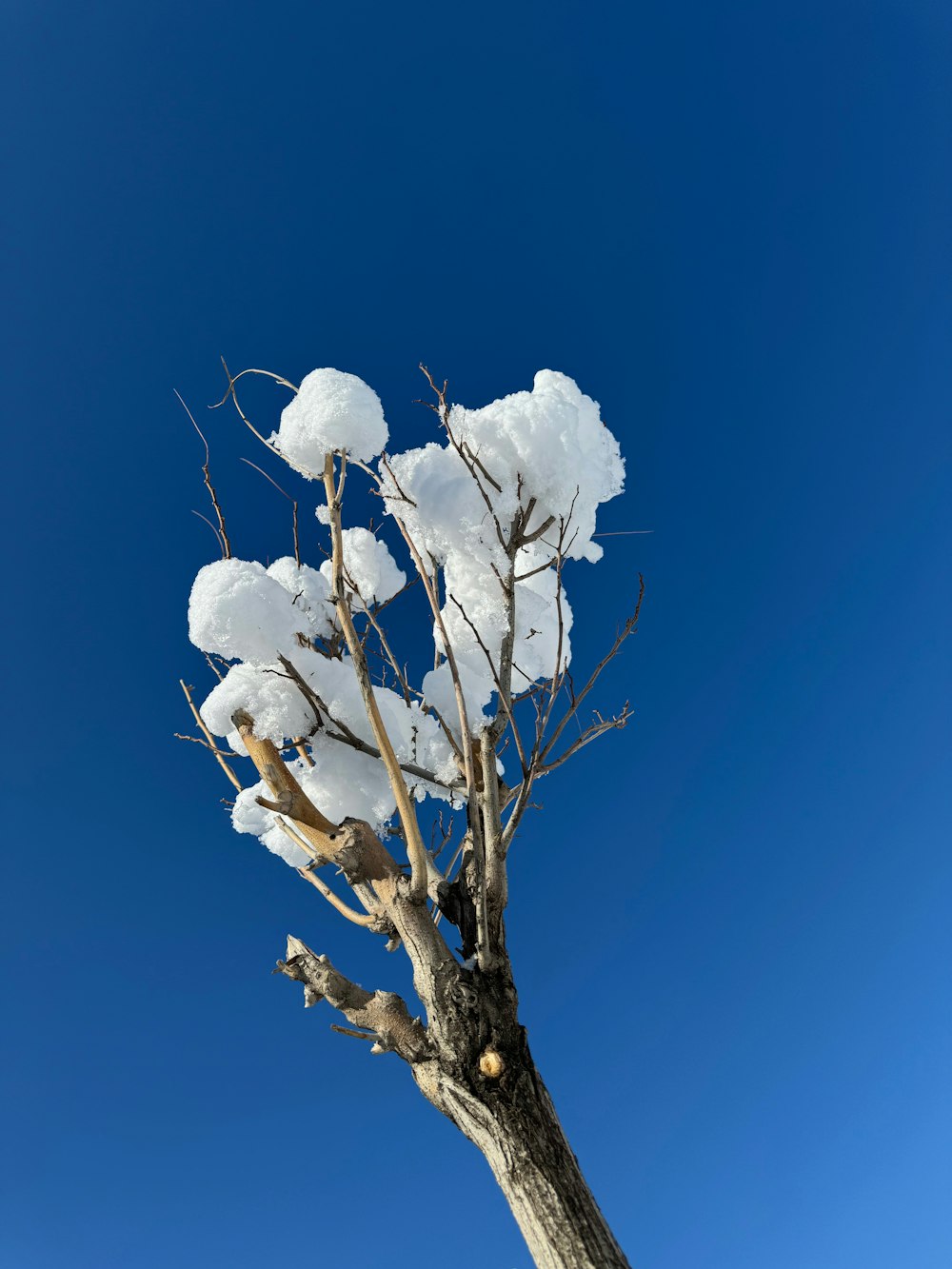 a bare tree with snow on it against a blue sky