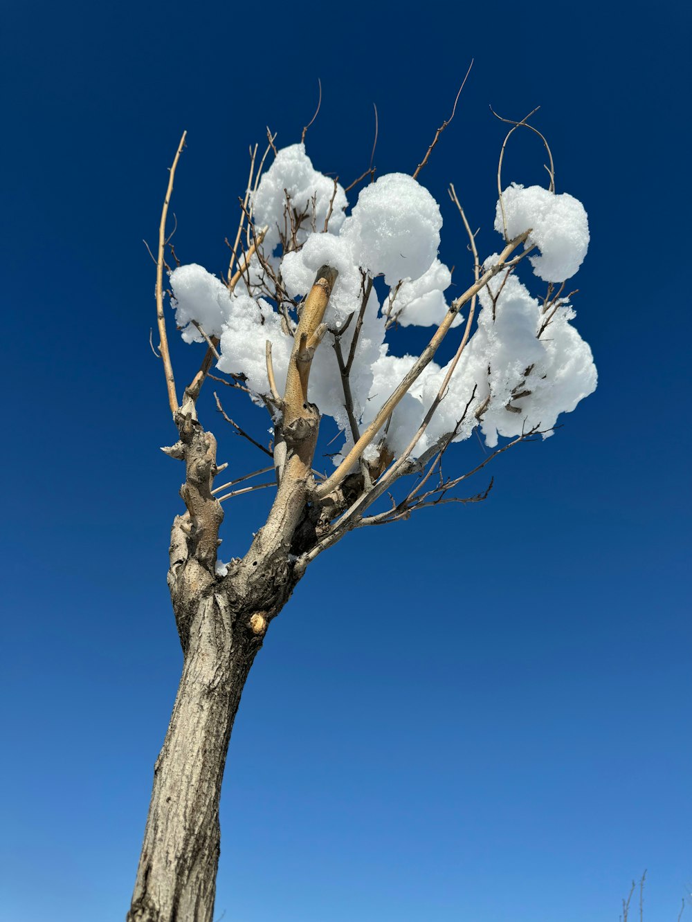 a dead tree with cotton floss hanging from it's branches