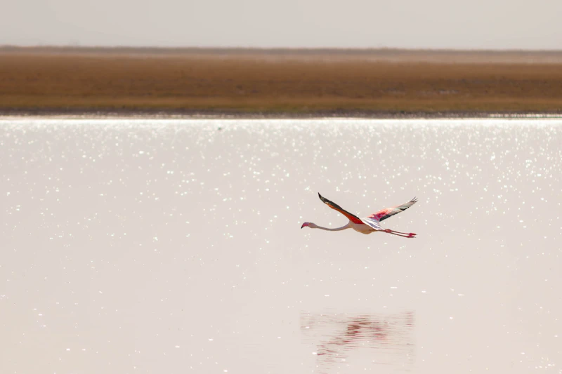 Lake Magadi