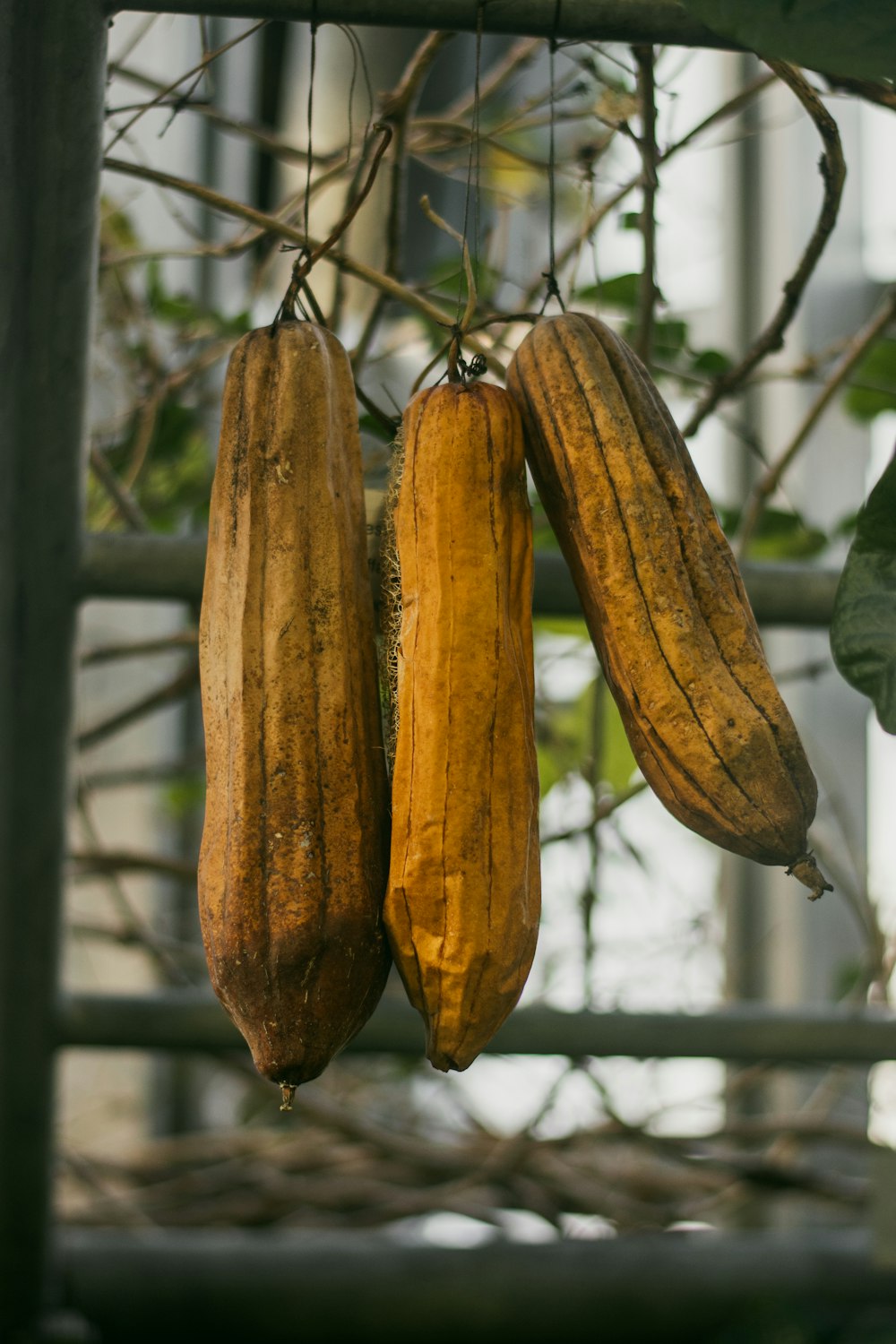 three unripe bananas hanging from a tree