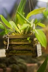 a close up of a plant with a tag on it