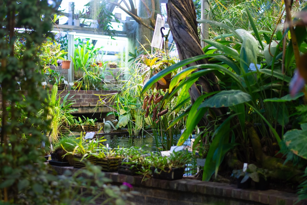 a garden filled with lots of green plants