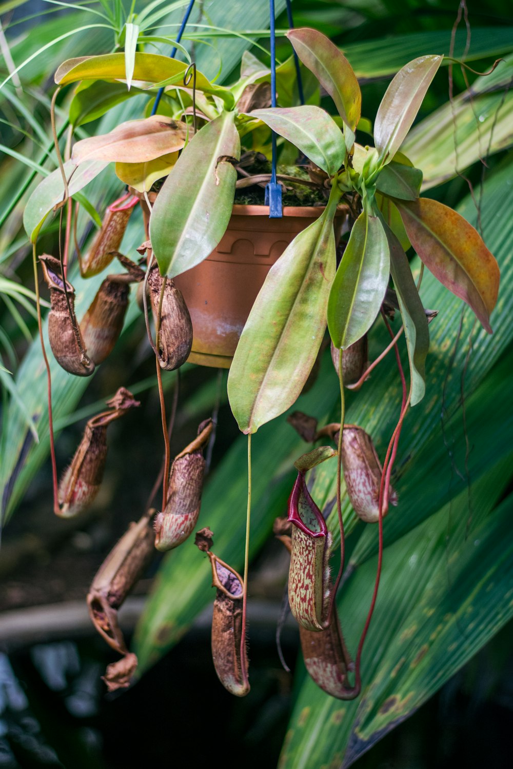 a potted plant hanging from a plant hanger