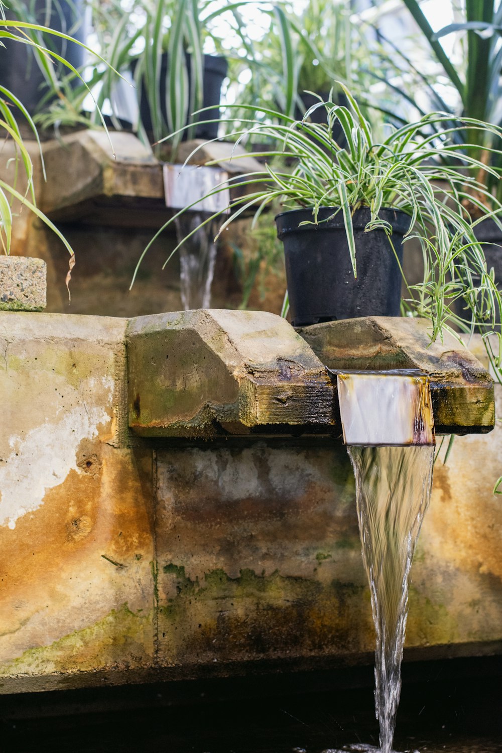 a water fountain with plants in the background