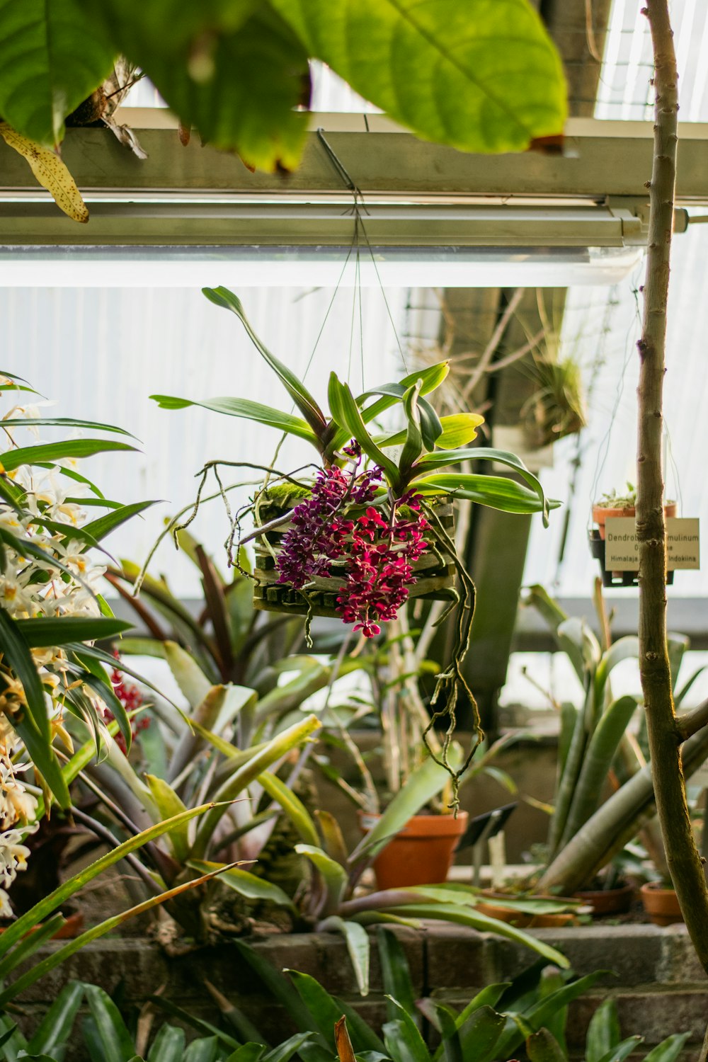 a bunch of plants that are in a room