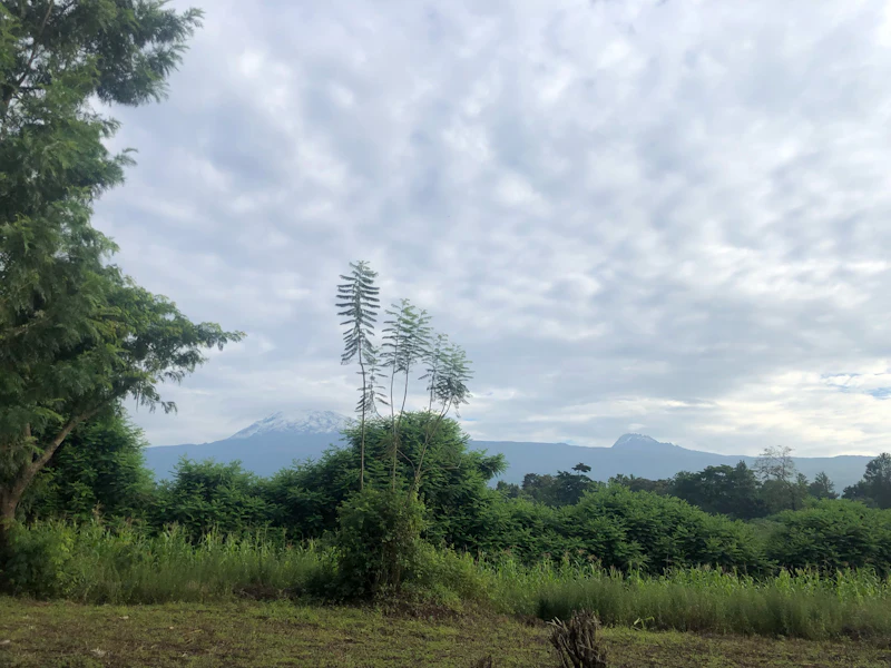 Trees and mountain scenery on the Lemosho Route