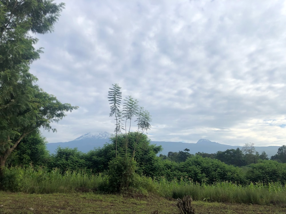 a field with trees and a mountain in the background