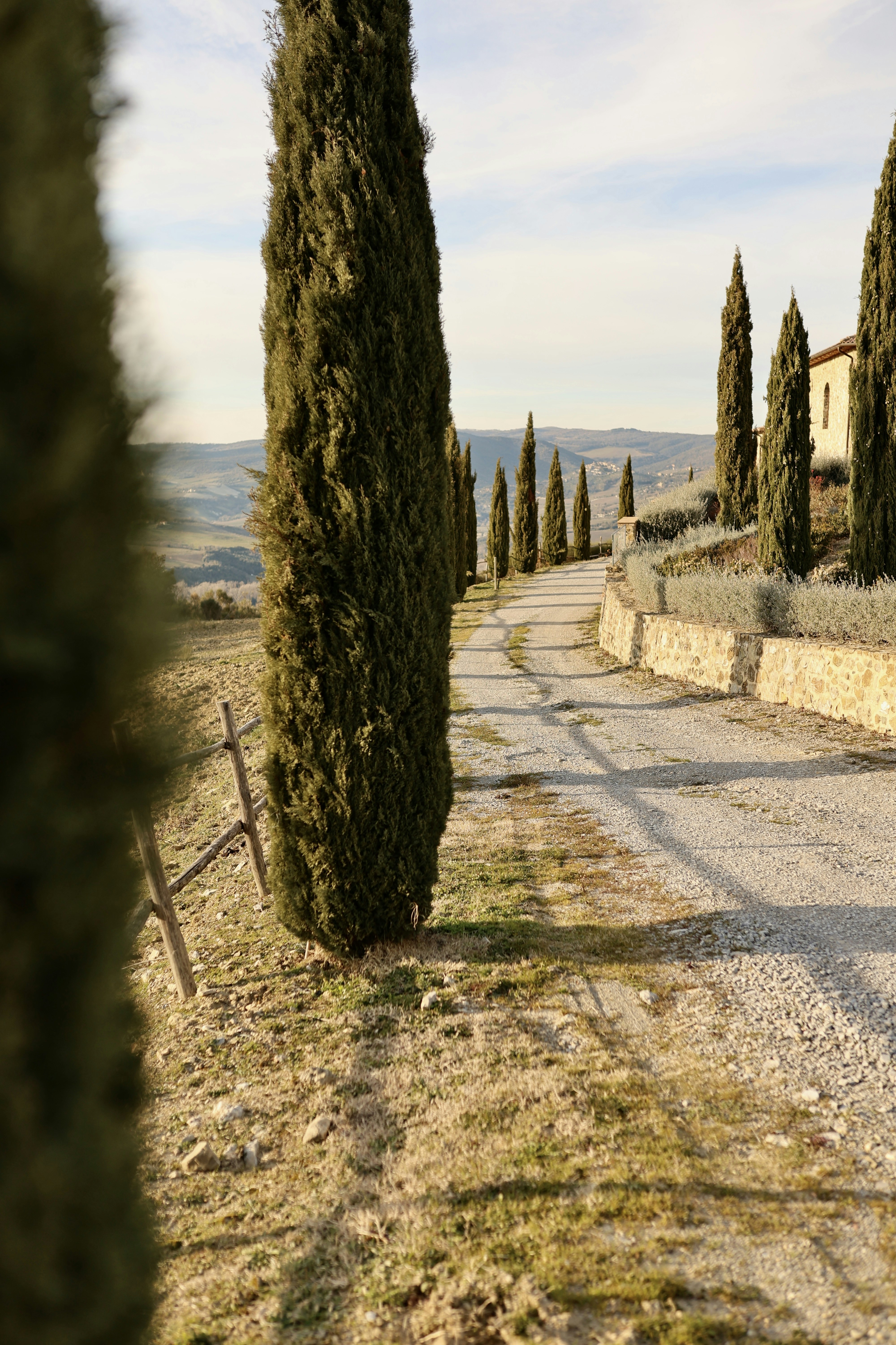 a row of trees on a dirt road