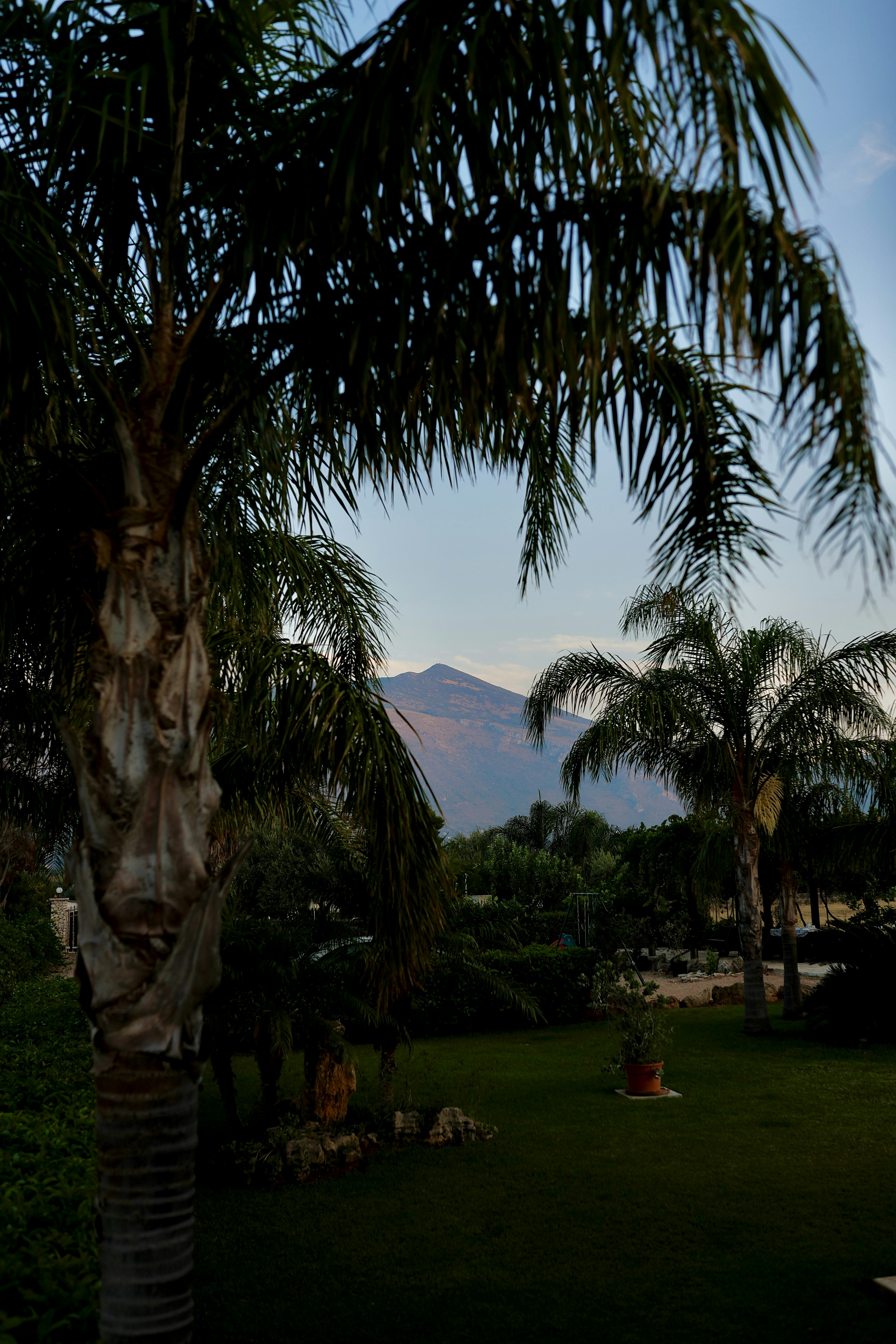 a palm tree with a mountain in the background