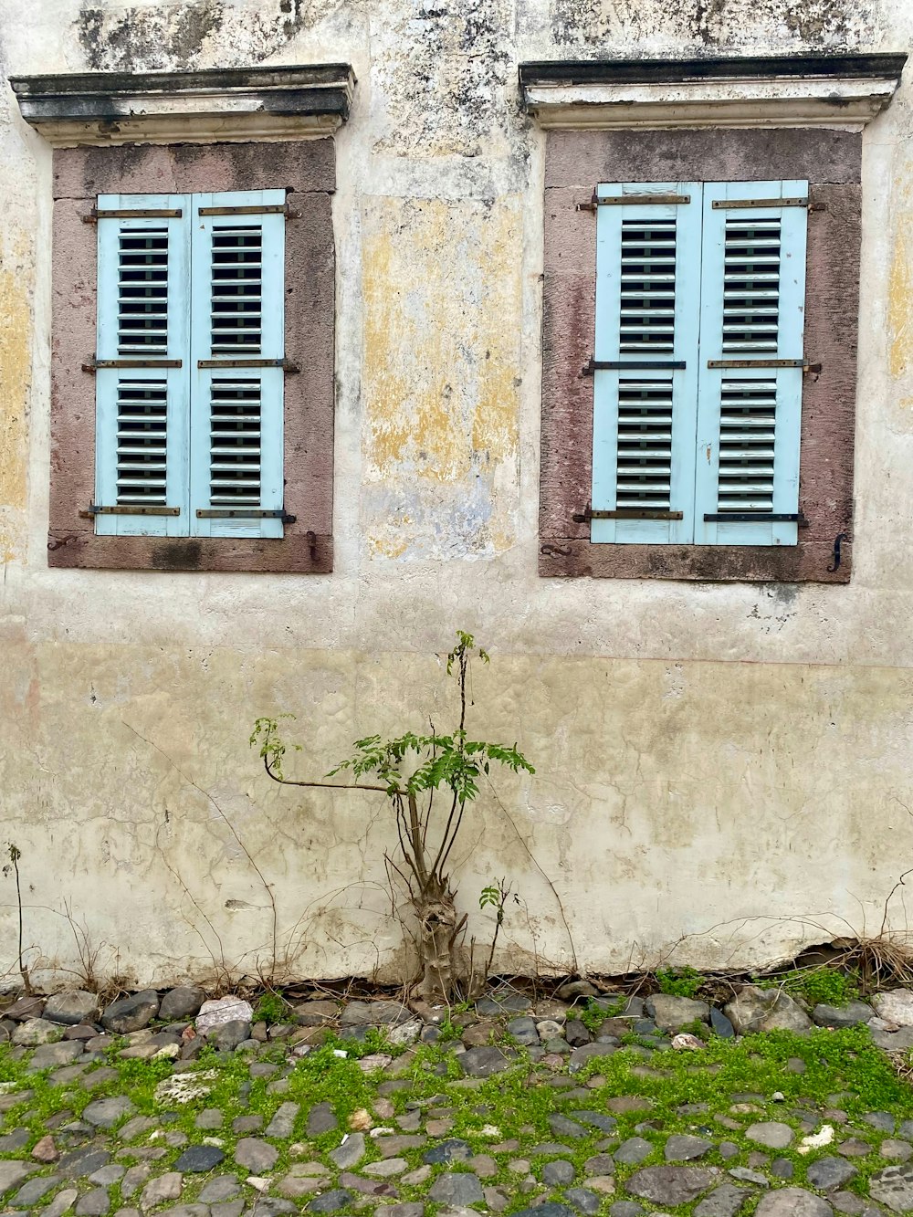 a small tree in front of a building with two windows