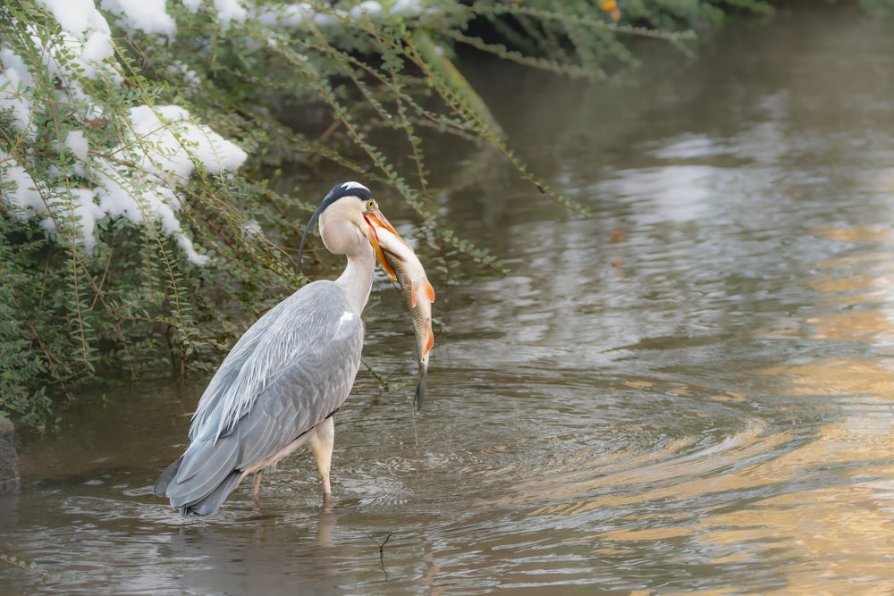 a bird with a fish in it's mouth in the water