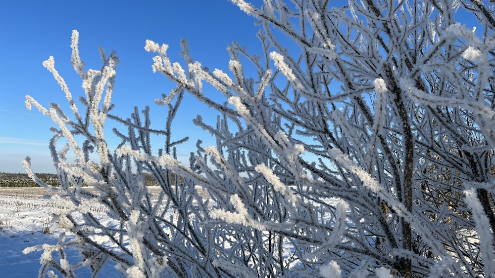 un albero innevato con un cielo blu sullo sfondo