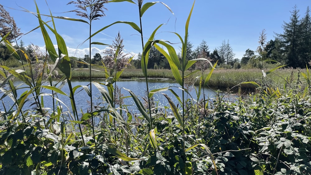 a pond surrounded by tall grass and trees