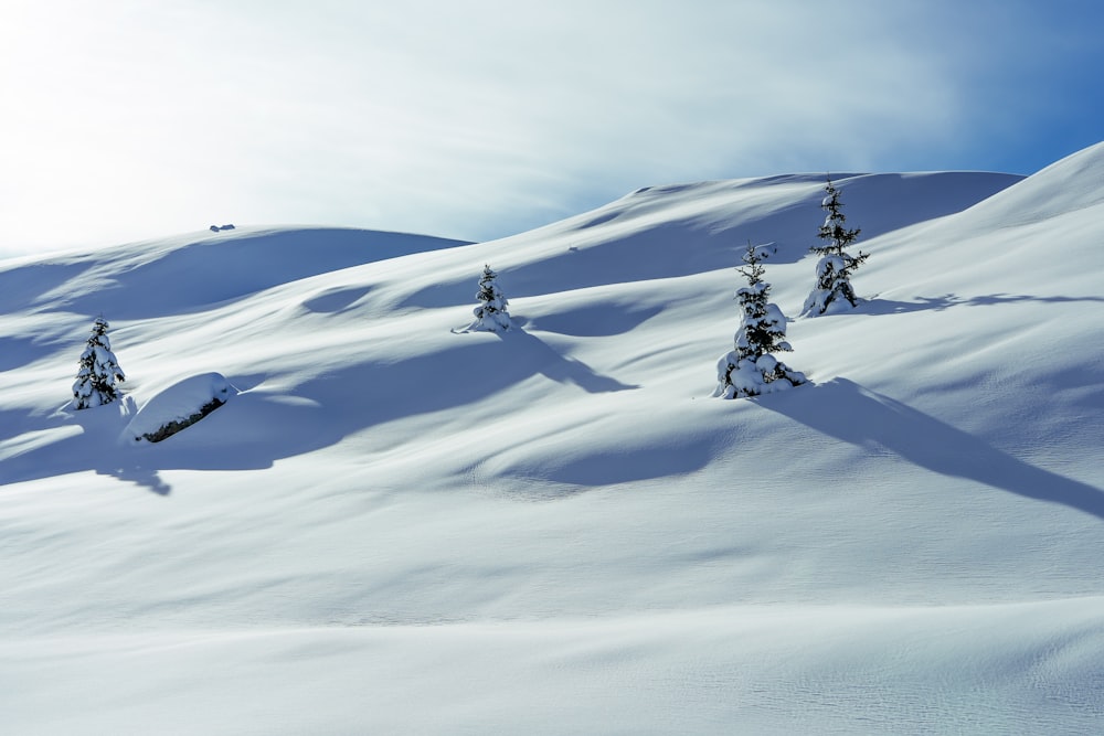 un gruppo di alberi che stanno in piedi nella neve