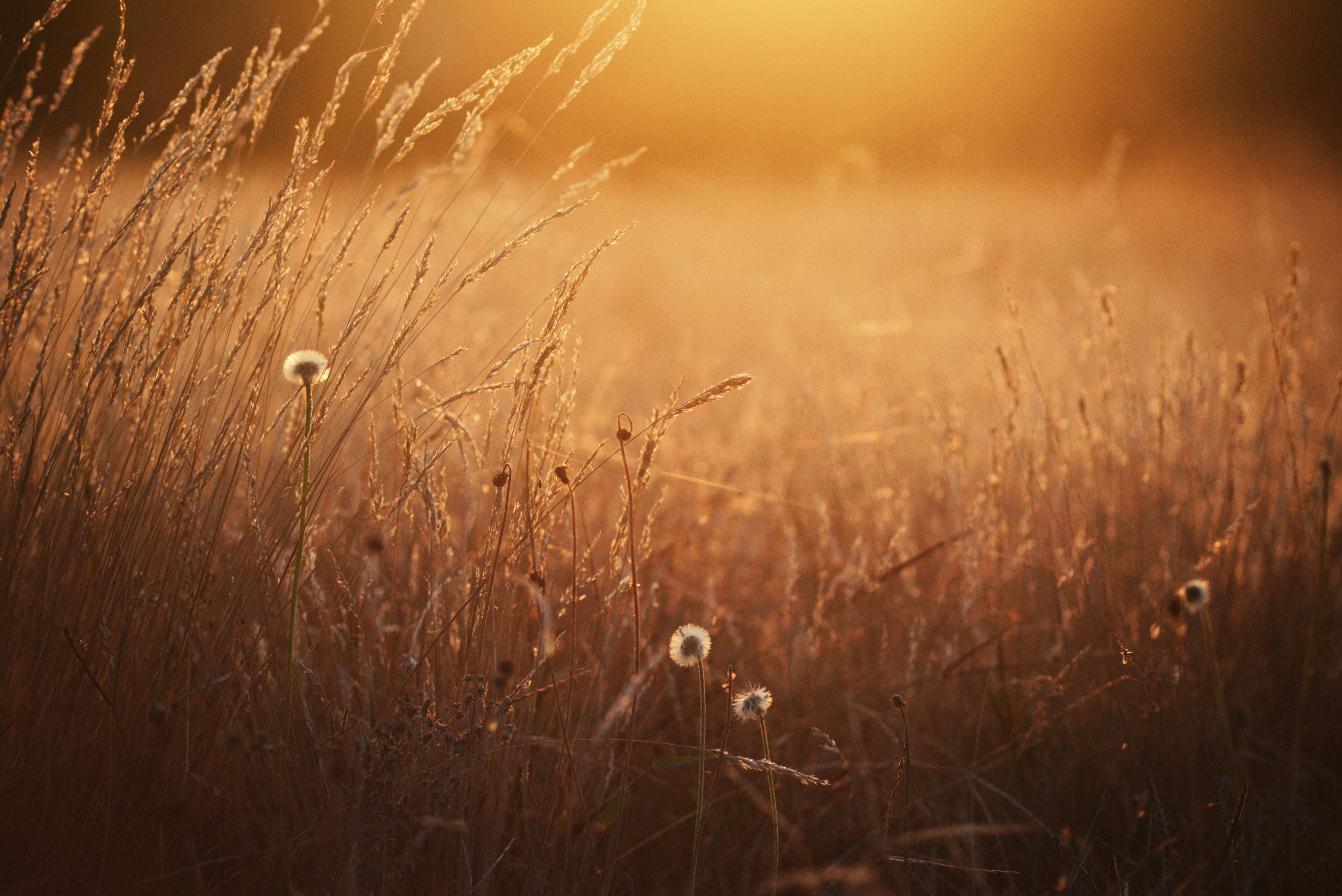 Photo by cherstve_pechivo