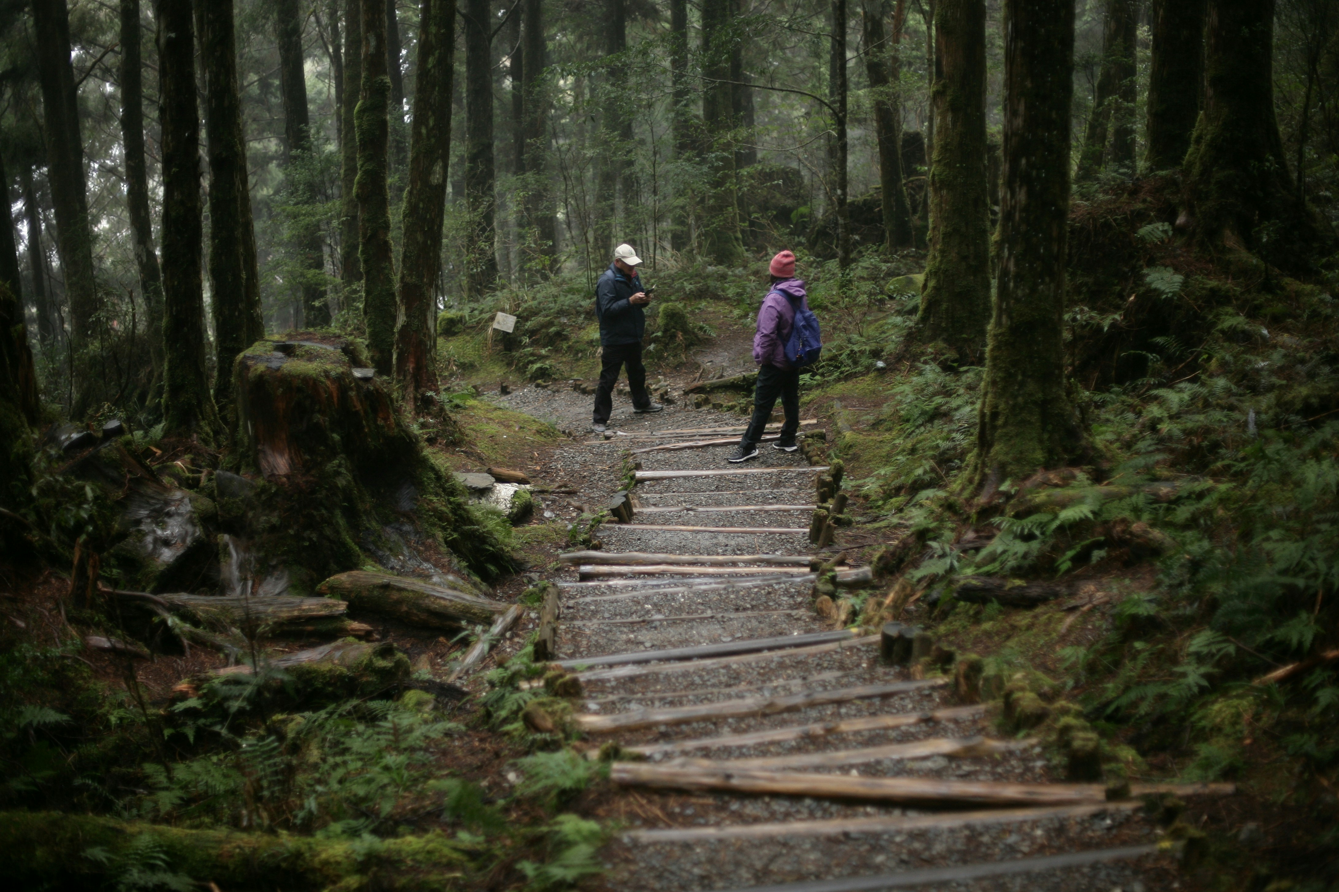 a couple of people that are walking in the woods