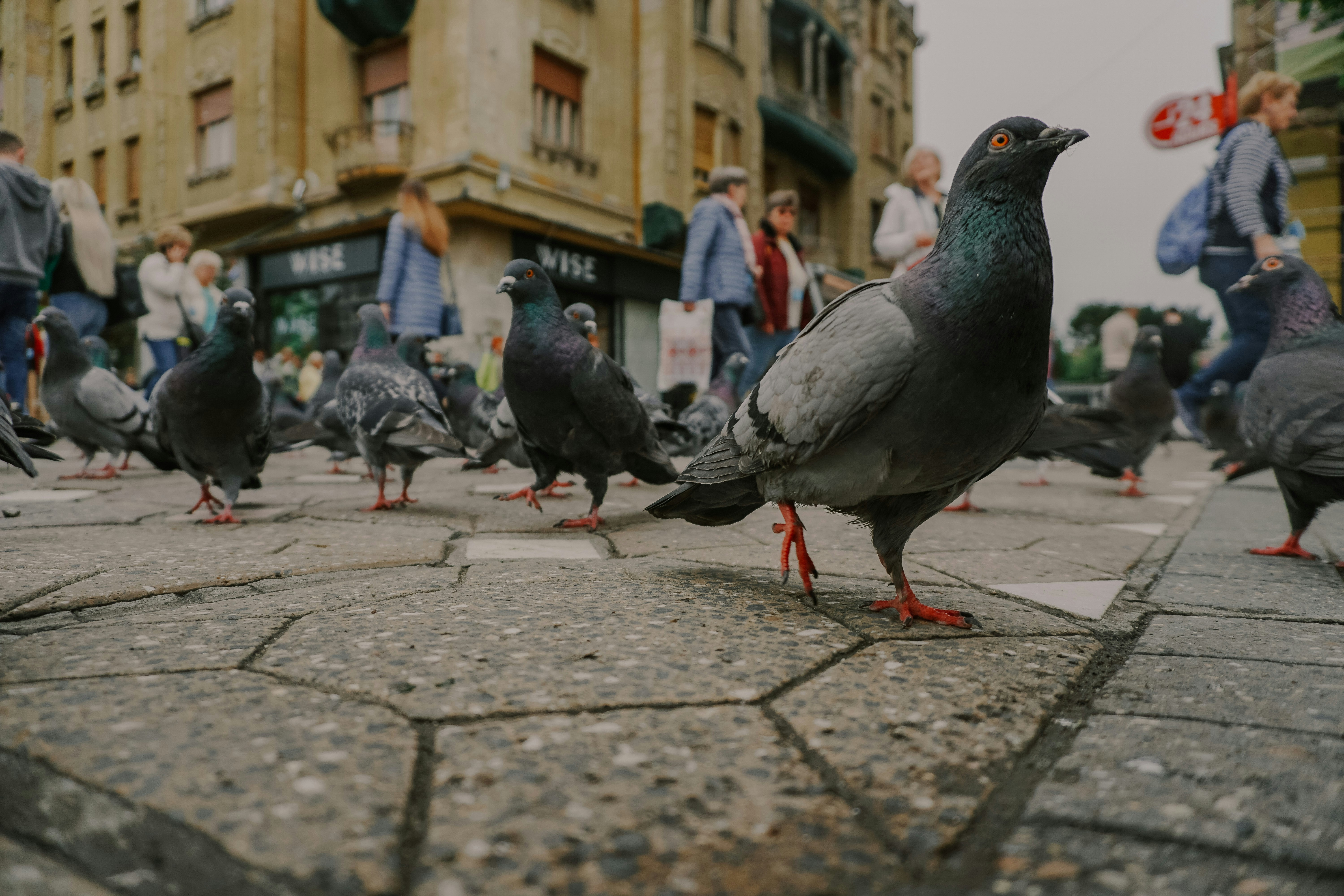 Timisoara – Transportation & Getting Around