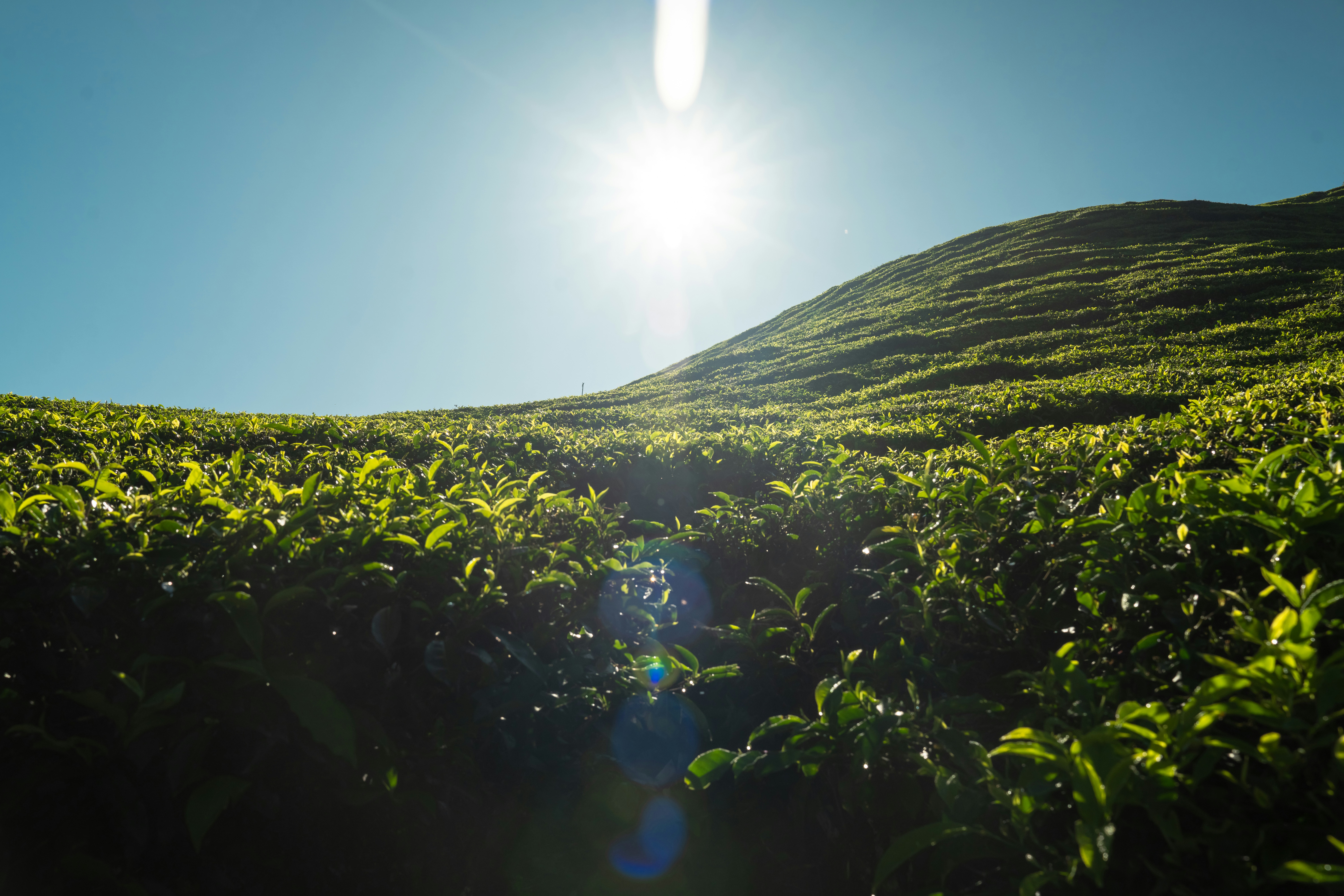 the sun shines brightly over a tea plantation