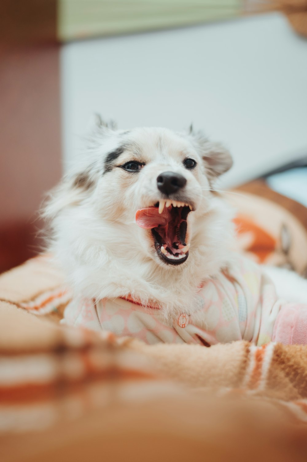 a white dog with its mouth open on a bed
