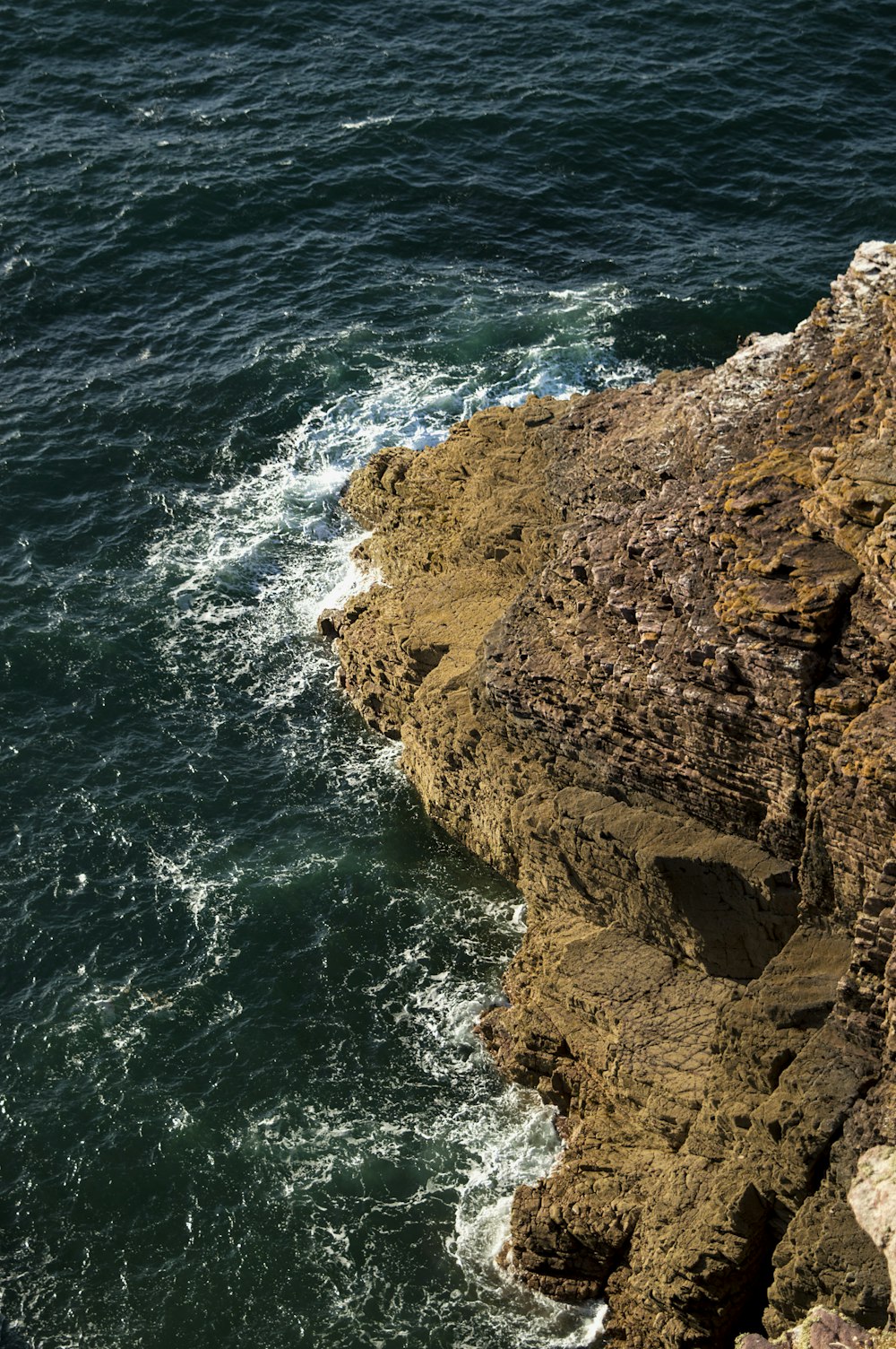 Um pássaro está empoleirado em uma rocha perto do oceano