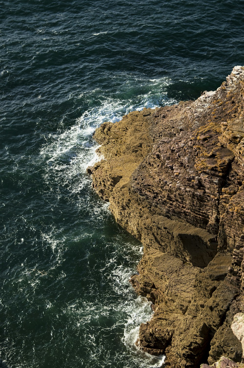 a bird is perched on a rock near the ocean