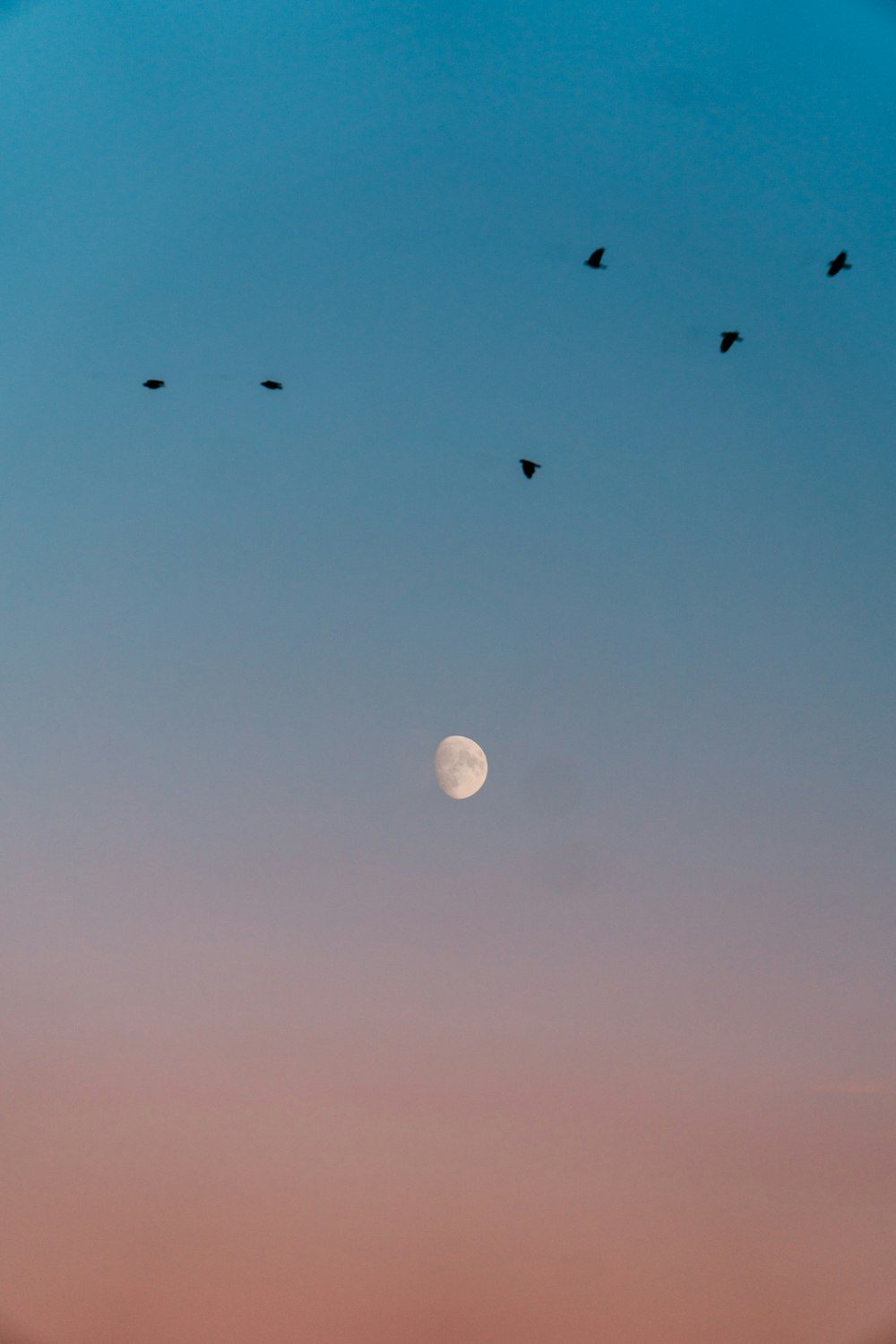 a flock of birds flying across a blue sky