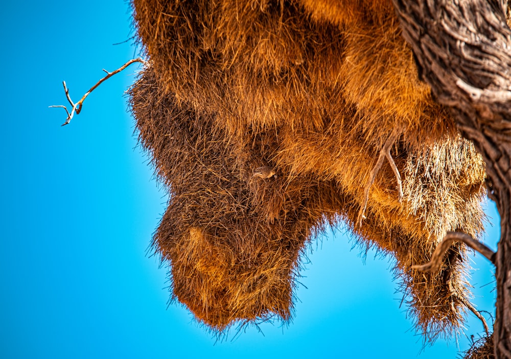 a close up of a tree branch with a blue sky in the background