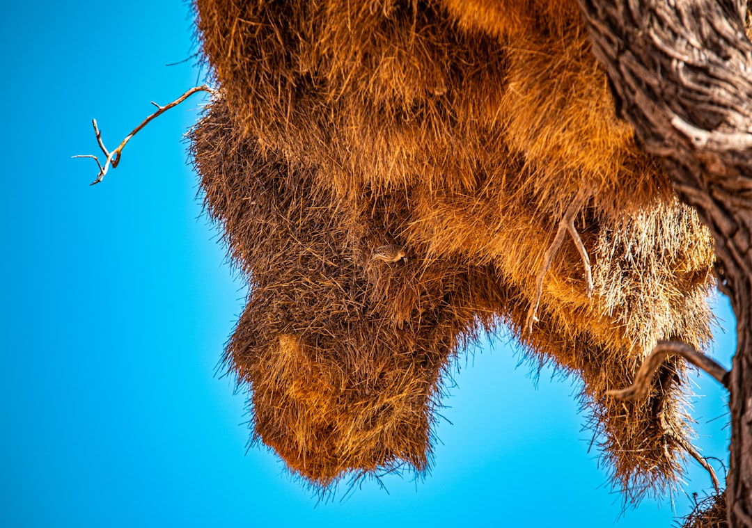 7 Unlikely Places Where Animals and