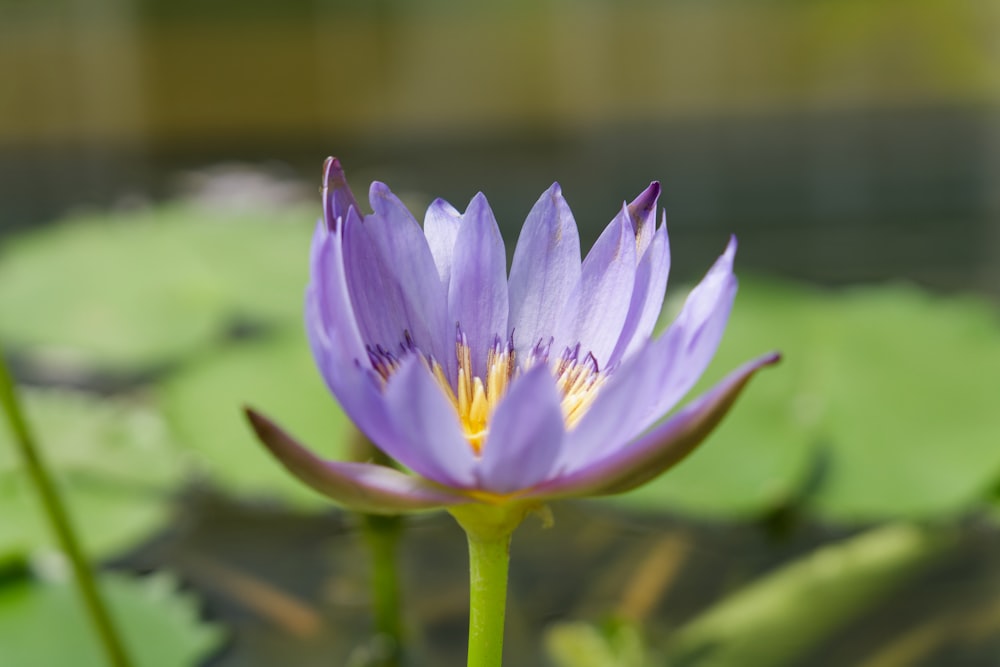 Una flor púrpura está floreciendo en un estanque