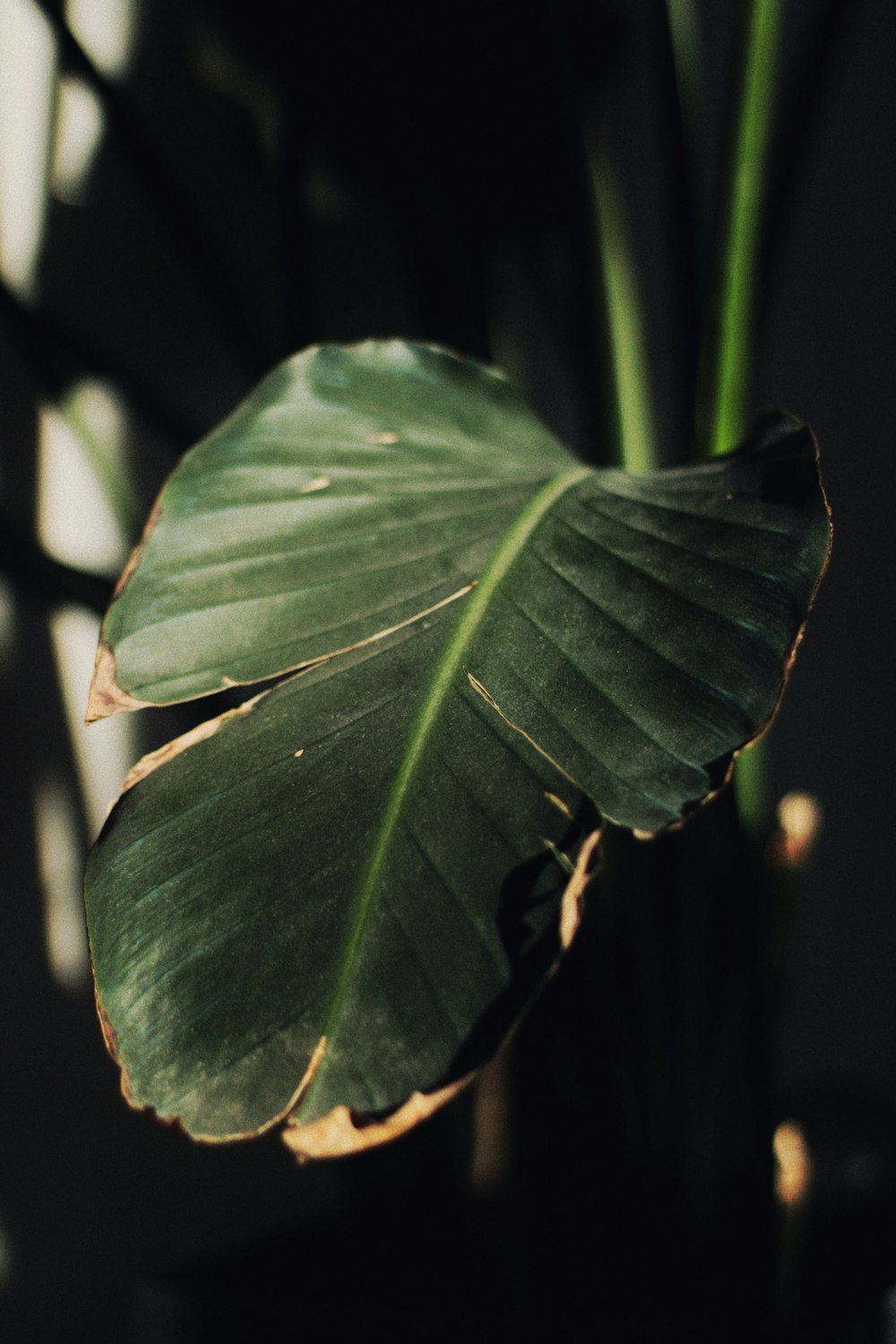 ein großes grünes Blatt auf einer Pflanze
