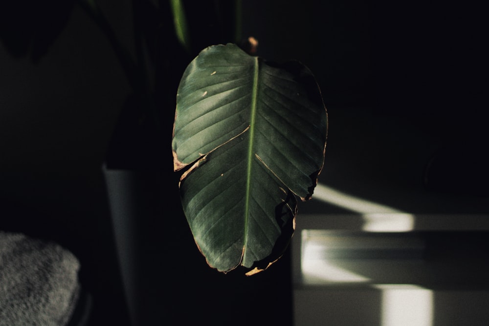 a large green leaf in a black vase