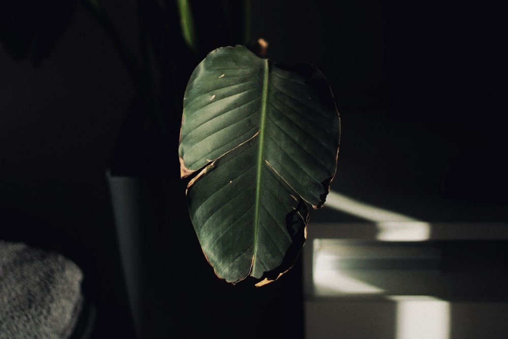 ein großes grünes Blatt in einer schwarzen Vase