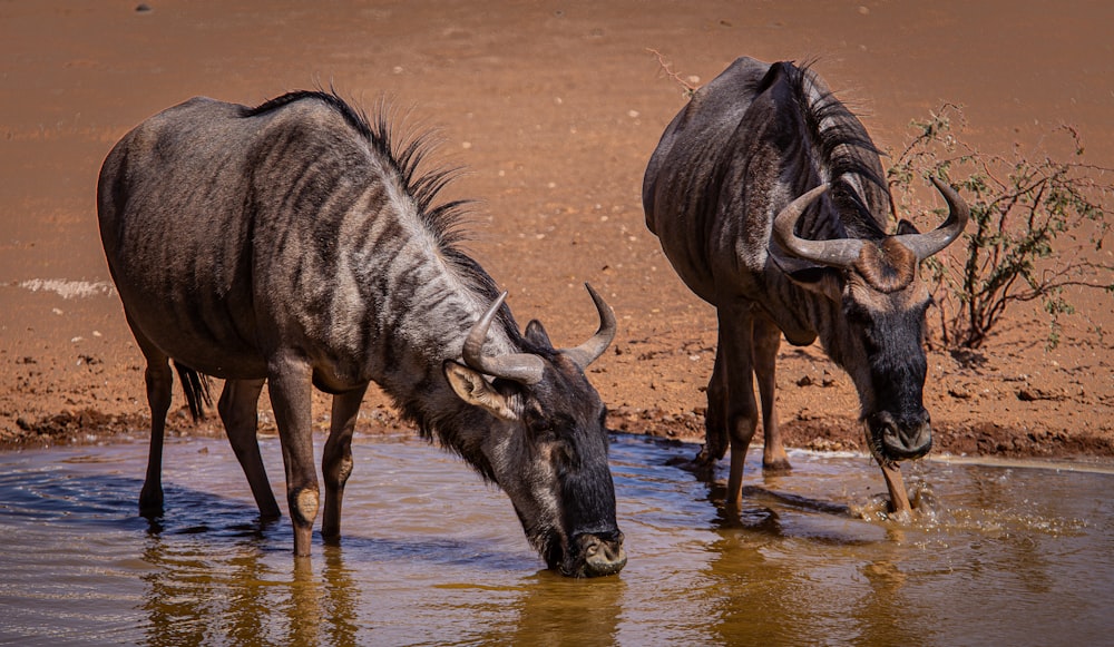 two wildebeest drinking water from a watering hole