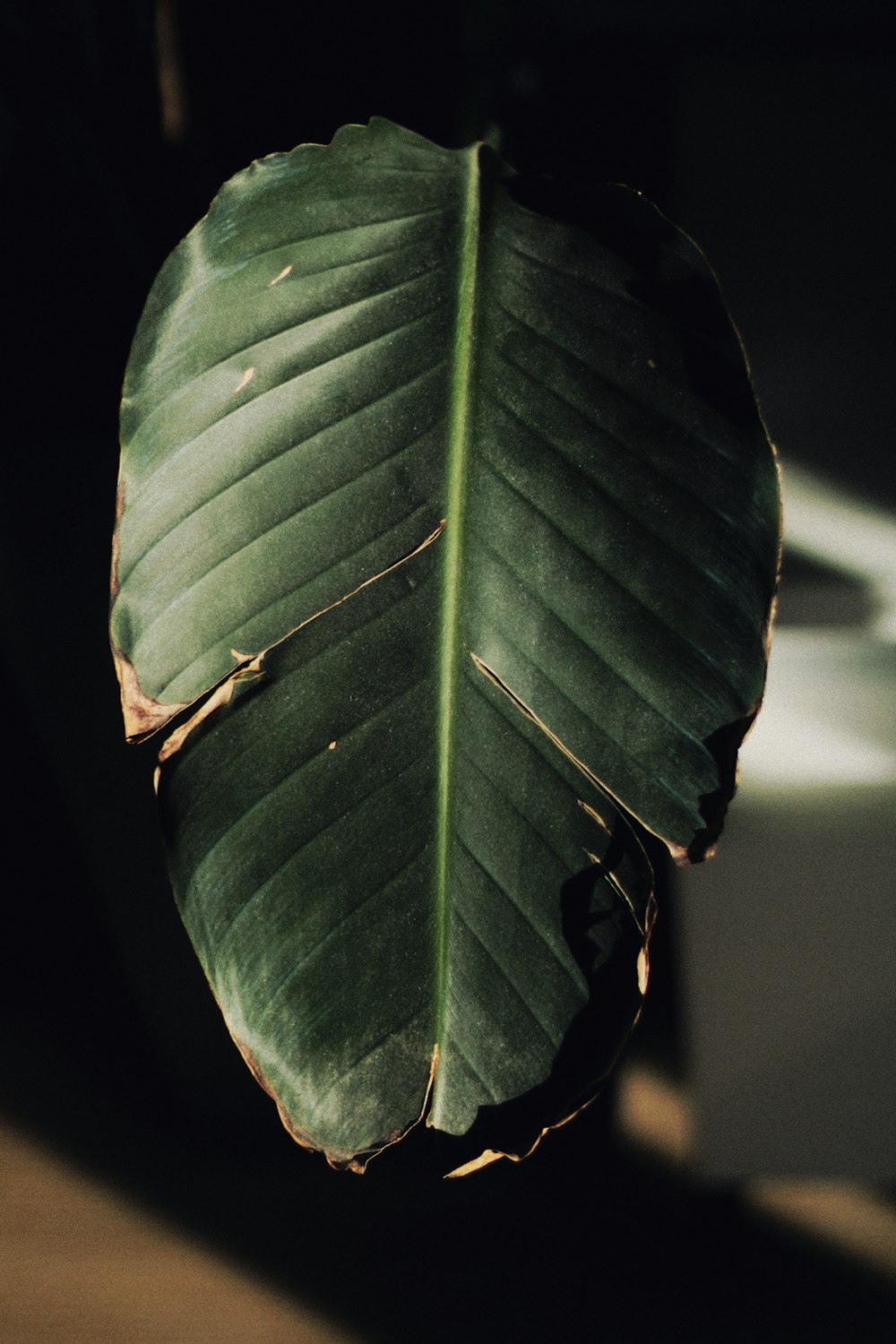 a large green leaf hanging from a ceiling