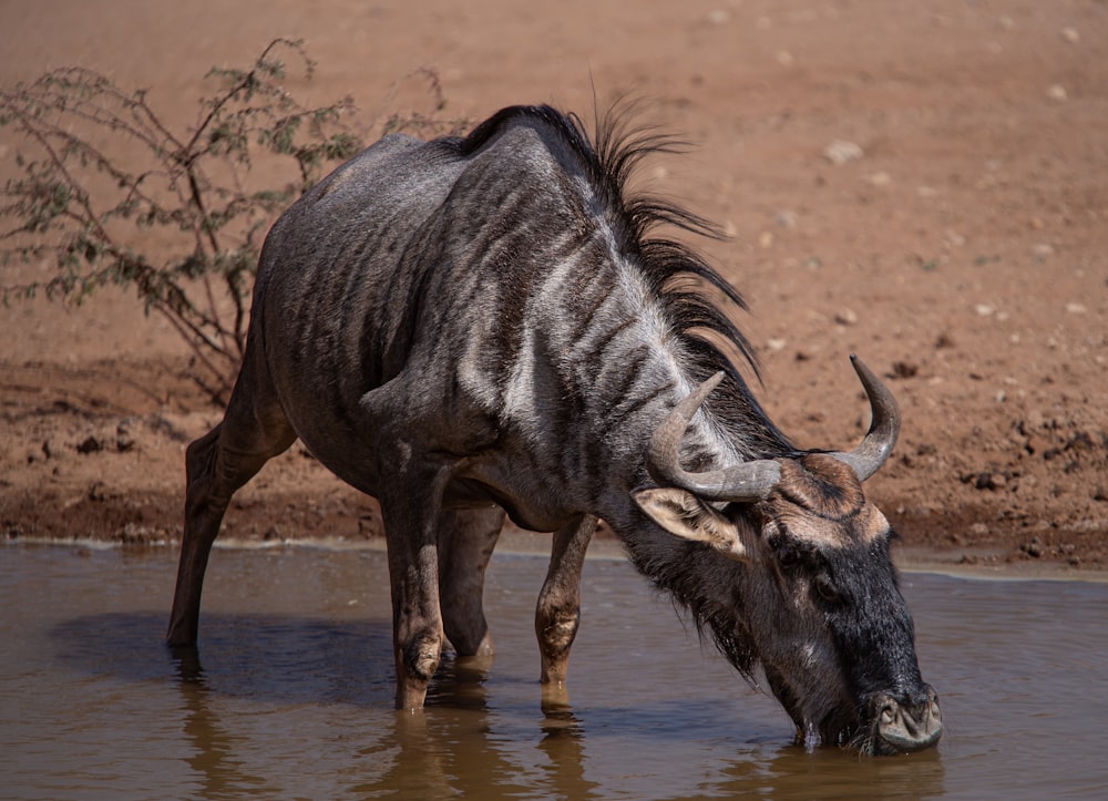 a wildebeest drinks water from a watering hole